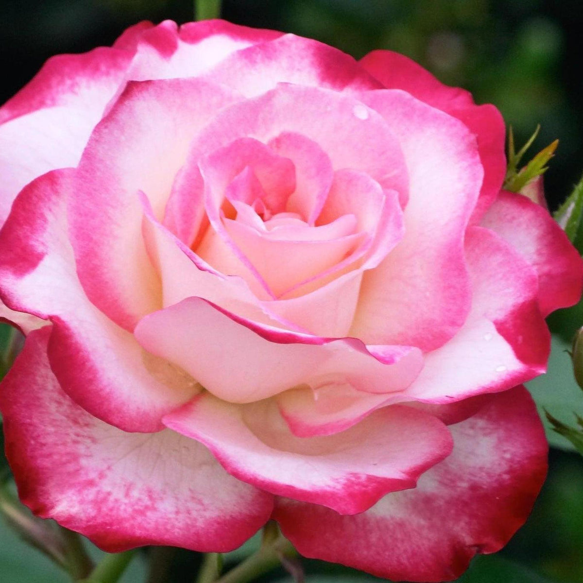 Assorted Rose - Rosa spp. | Buy Online Australia – Nursery Near Me