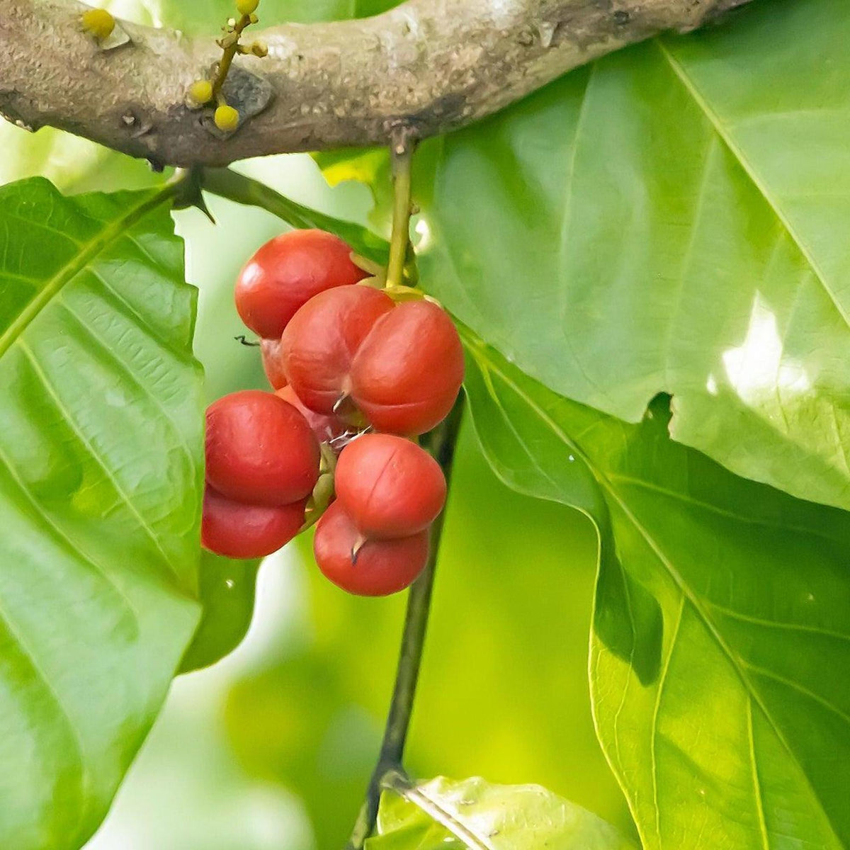 Buy Now! Australian Tulipwood Tree - Harpullia pendula – Nursery Near Me