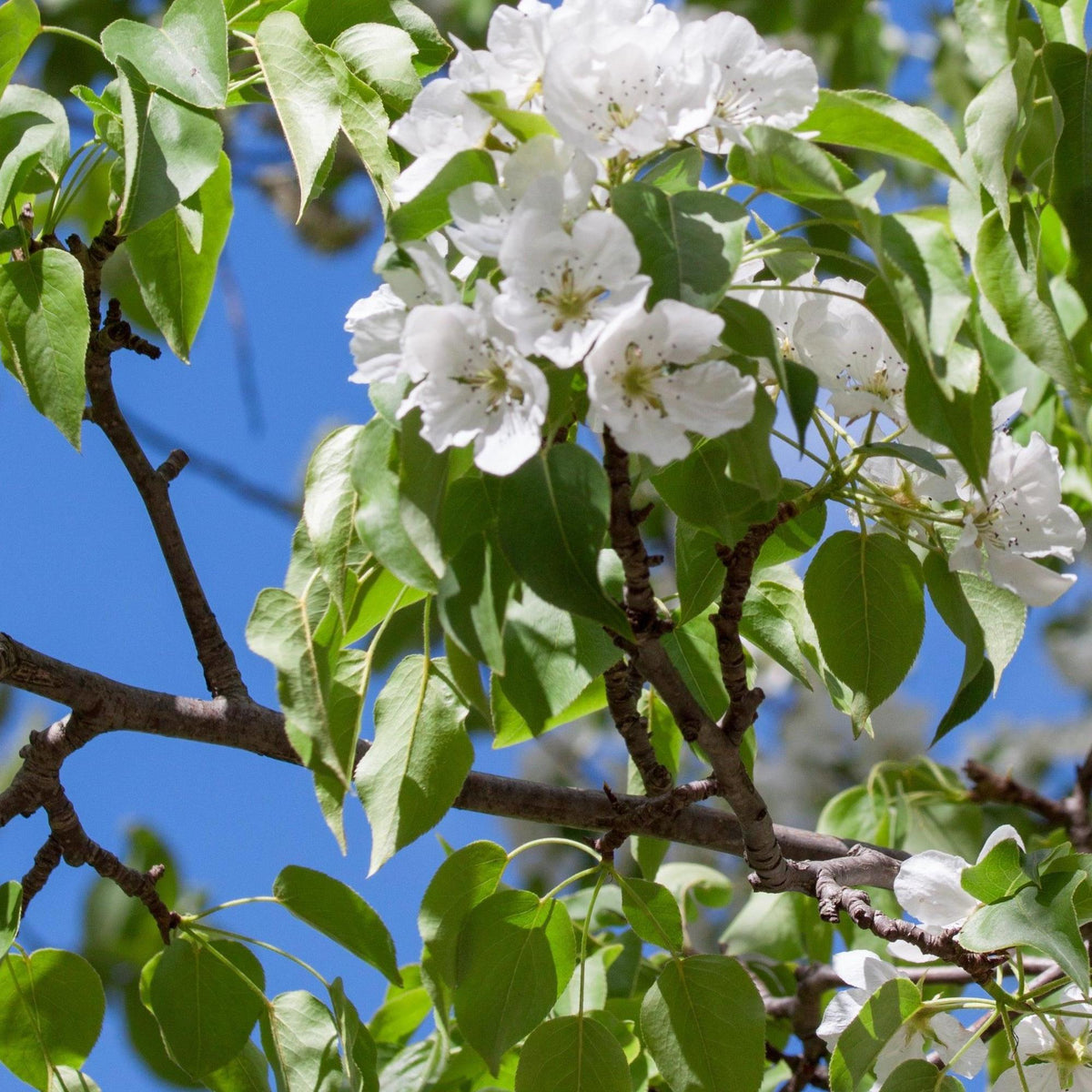 Common Pear Tree - Pyrus communis | Buy Online Australia – Nursery Near Me