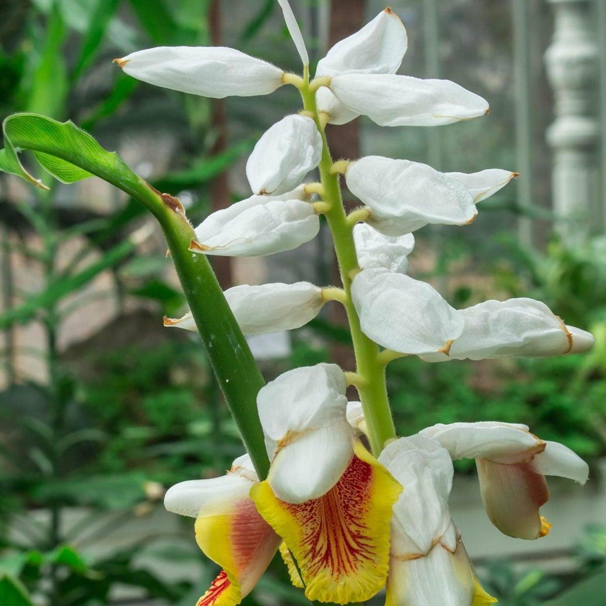 False Cardomon False Cardamom - Alpinia nutans | Buy Online Australia – Nursery Near Me