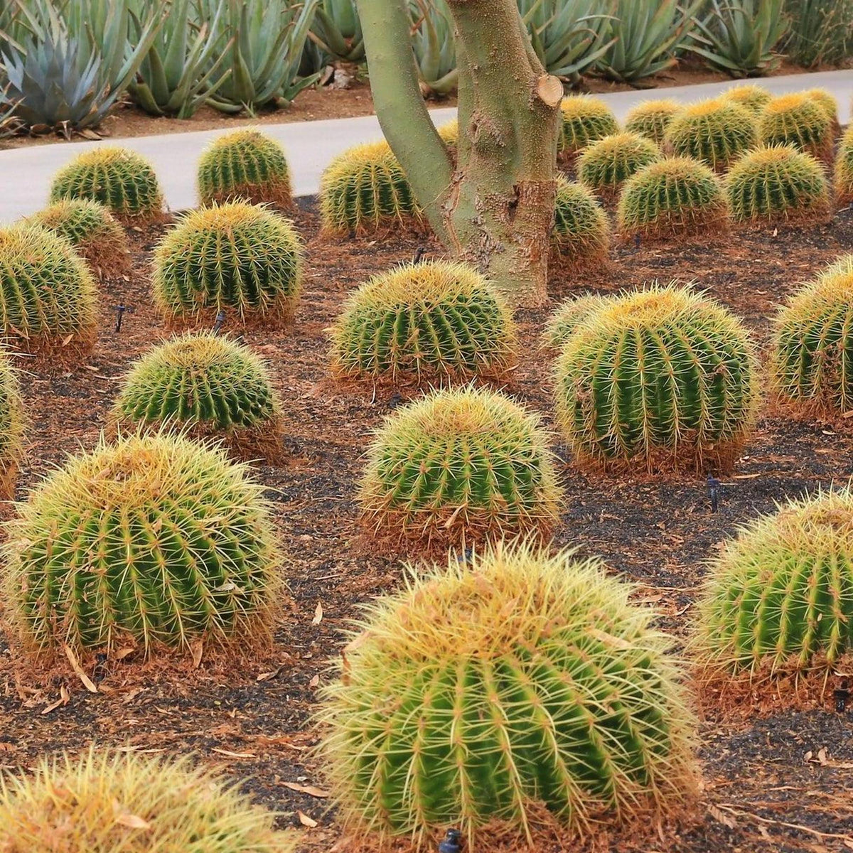 Buy Now! Golden Barrel Cactus - Echinocactus grusonii – Nursery Near Me