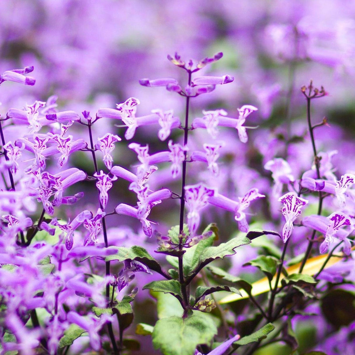 Mona Amethyst Spur Flower - Plectranthus 'Mona Amethyst' | Buy Online ...