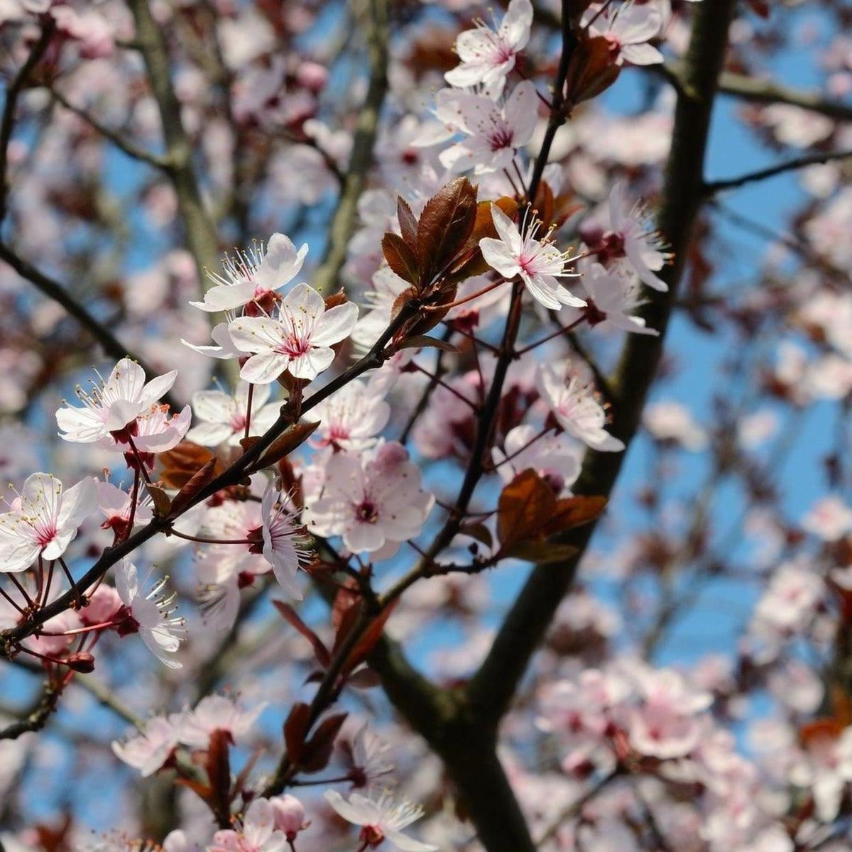Oakville Crimson Spire Cherry Plum - Prunus cerasifera 'Oakville ...