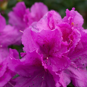 Australia's Best Shrubs - Nursery Near Me