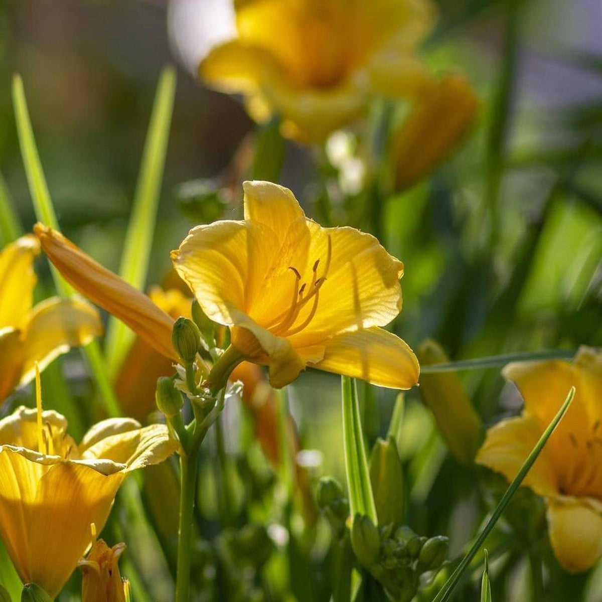 Sunny Yellow Dwarf Daylily - Hemerocallis 'Stella Citron' | Buy Online ...