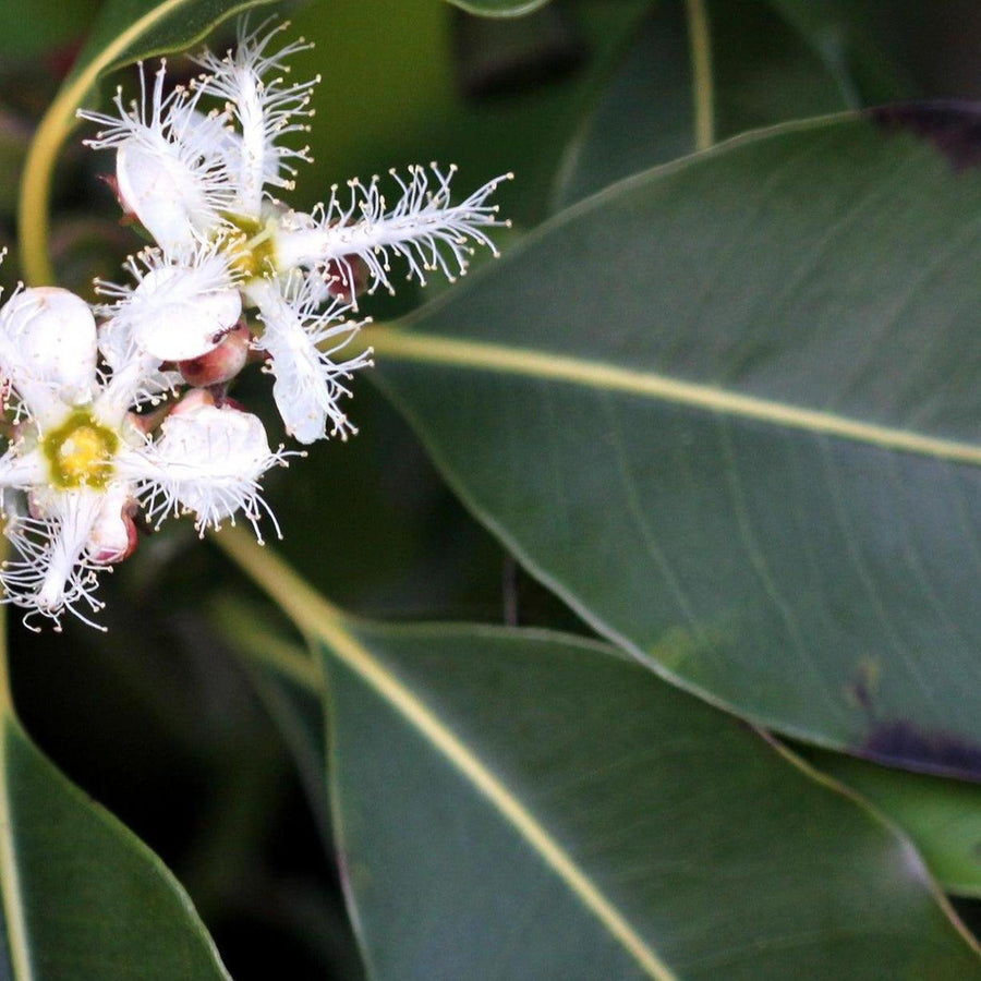 Swamp Box - Lophostemon suaveolens | Buy Online Australia – Nursery Near Me