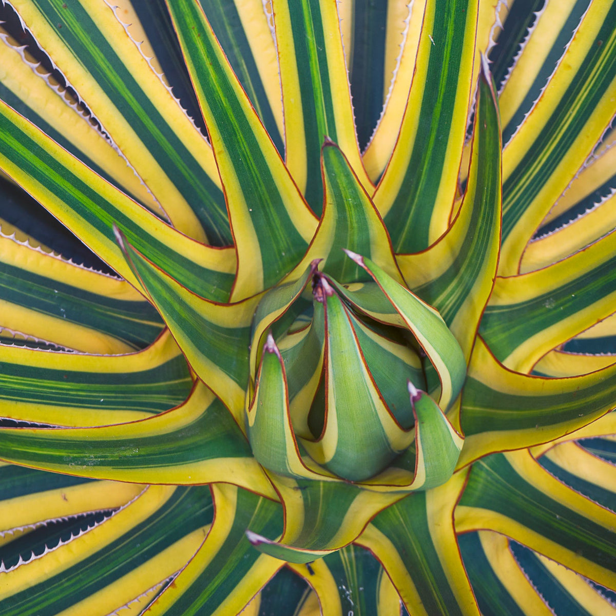 Variegated Agave - Agave americana 'Variegata' | Buy Online Australia ...