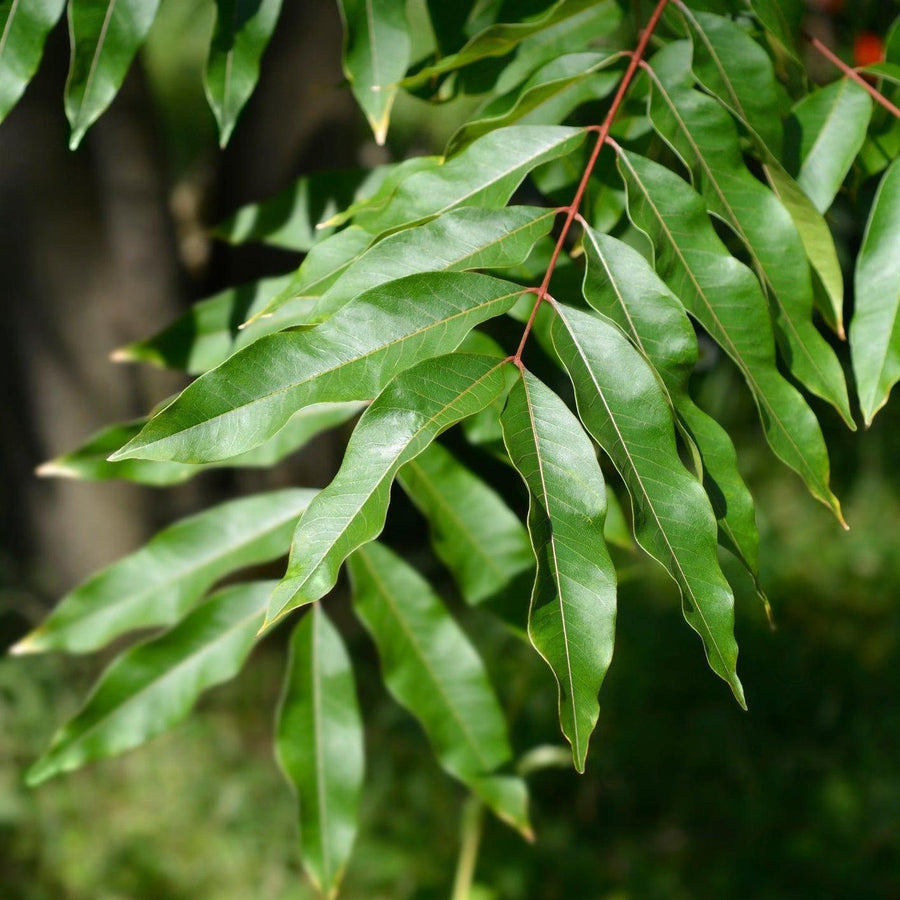 Buy Now! Weeping Lilly Pilly Tree - Waterhousia floribunda – Nursery ...